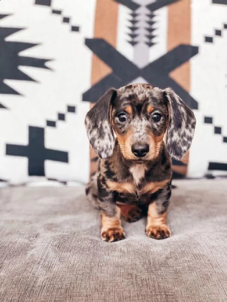  regalo adorabili cuccioli bassotto femminucce e maschietti gratuita i cuccioli sono vaccinati sverm