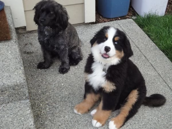 cuccioli di bovaro del bernese