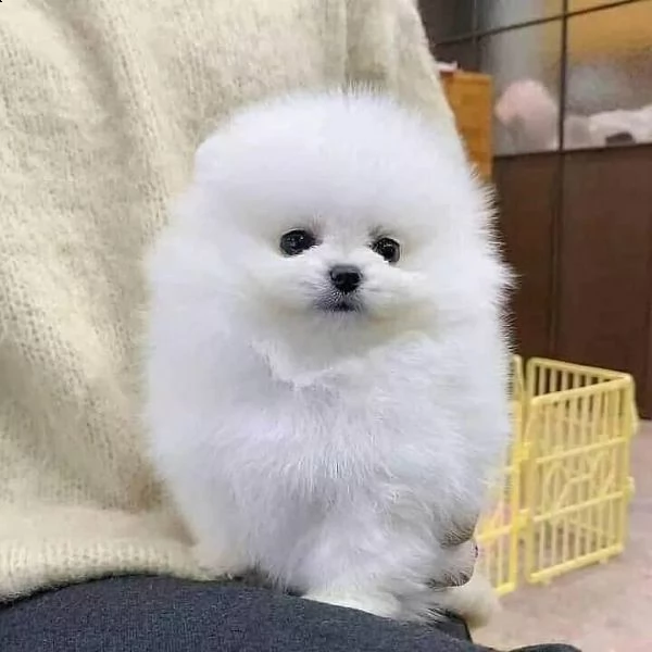 cuccioli di spitz pomerania taglia mini