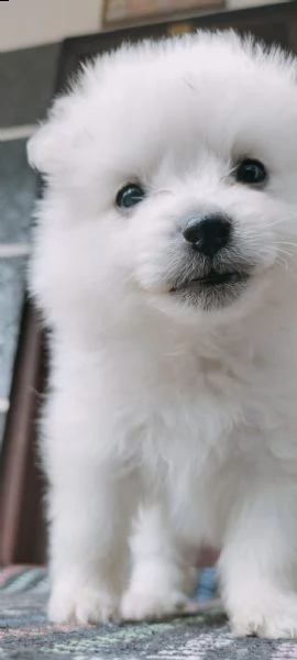 pomerania nani maschi che femmine | Foto 0