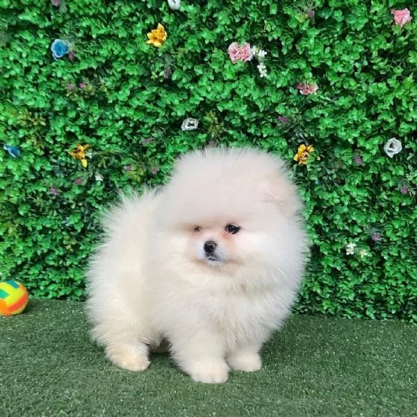 spitz pomerania toy di 3 mesi | Foto 0