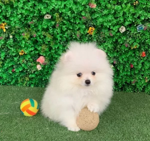 spitz pomerania toy di 3 mesi