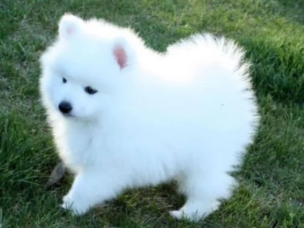 spitz di pomerania nano/bianco