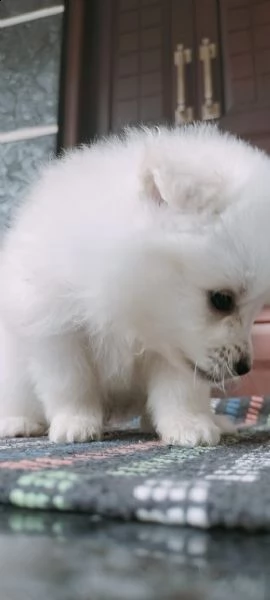 spitz pomerania maschio e femmina