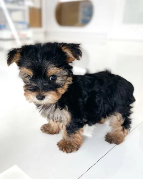 adorabili piccoli cuccioli di yorkie | Foto 1
