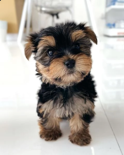 adorabili piccoli cuccioli di yorkie | Foto 0