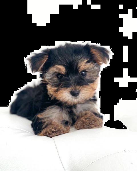 adorabili piccoli cuccioli di yorkie