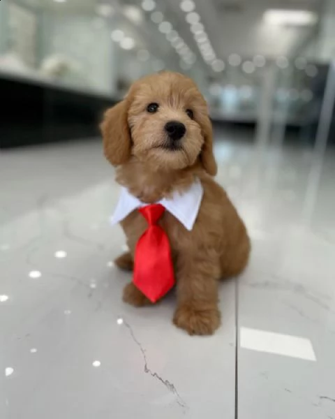 adorabili cuccioli di goldendoodle