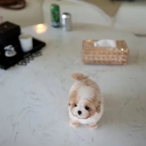 adorabili cuccioli di maltipoo
