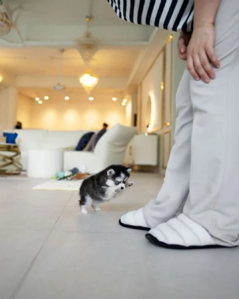 adorabili cuccioli dipomsky | Foto 0