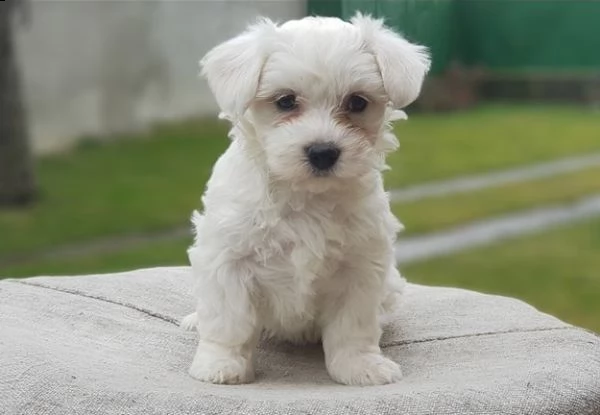 splendidi cuccioli maltesi bianchi in tazza da tè | Foto 0