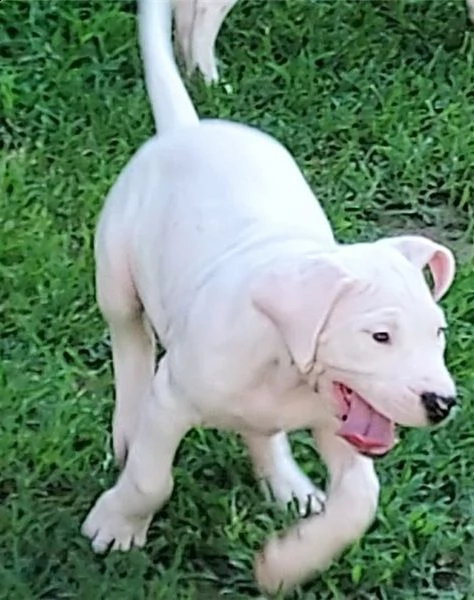 vendita cuccioli di dogo argentino
