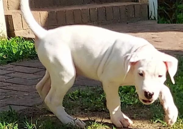 vendita cuccioli di dogo argentino | Foto 0