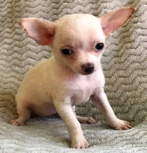 bellissimi cuccioli di chihuahua in adozione | Foto 0