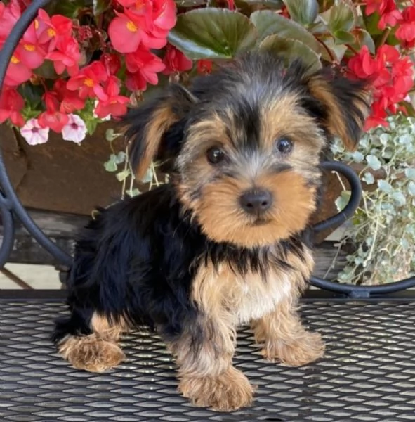 splendidi cuccioli di yorkie in tazza da tè