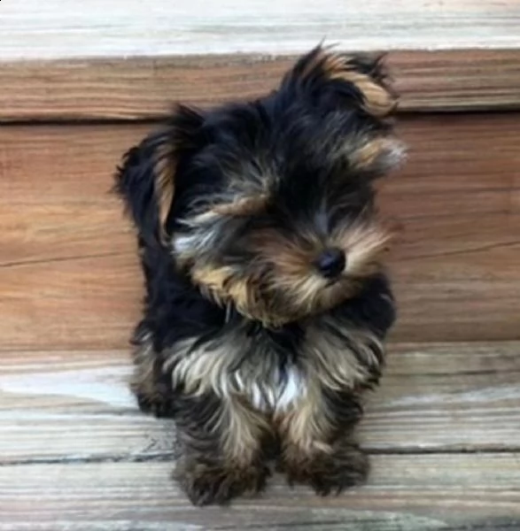 splendidi cuccioli di yorkie in tazza da tè | Foto 0