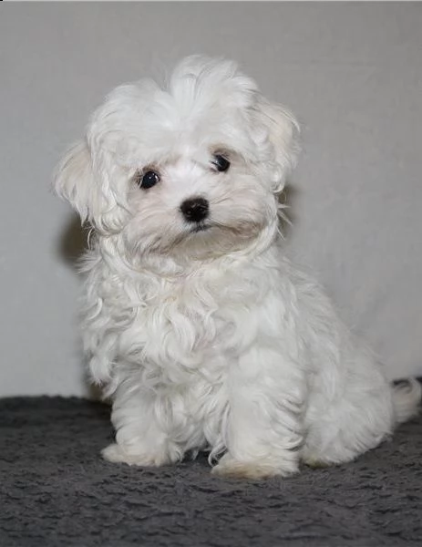 adorabili piccoli cuccioli di tazza da tè maltese pronti