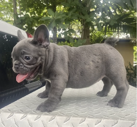 disponibili cuccioli di bulldog francese