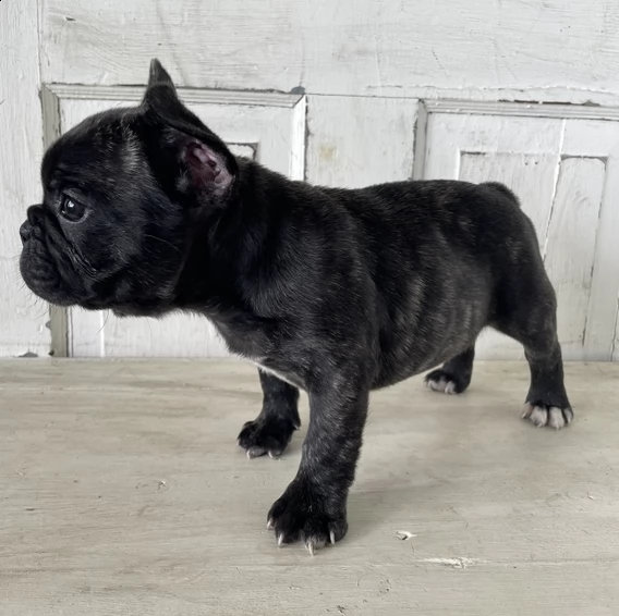 disponibili cuccioli di bulldog francese | Foto 0