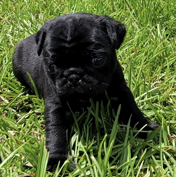 disponibili cuccioli di carlino nero di alta qualità