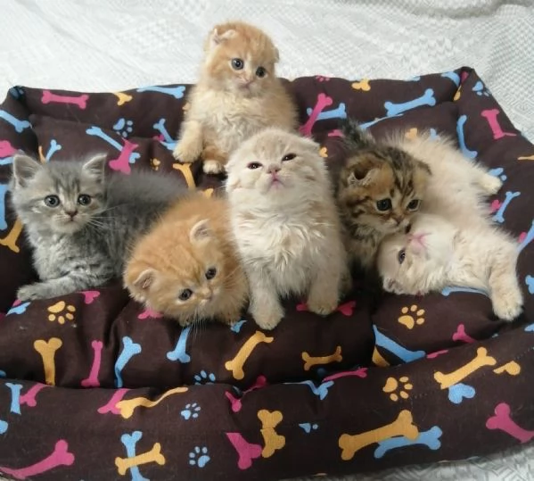 Scottish Fold e Straight 