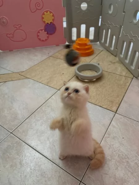 Scottish fold 