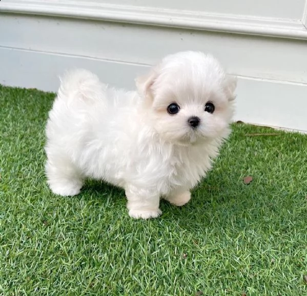 regalo maltese mini maltese e nano maltese toy  | Foto 0