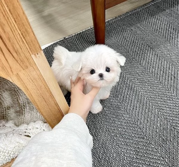 regalo maltese mini maltese e nano maltese toy 