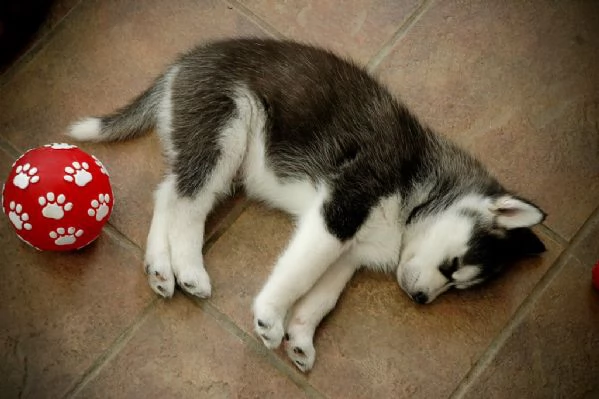 4 siberian husky occhi color ghiaccio stupendi | Foto 4