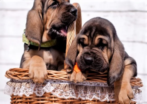 bassethound | Foto 0