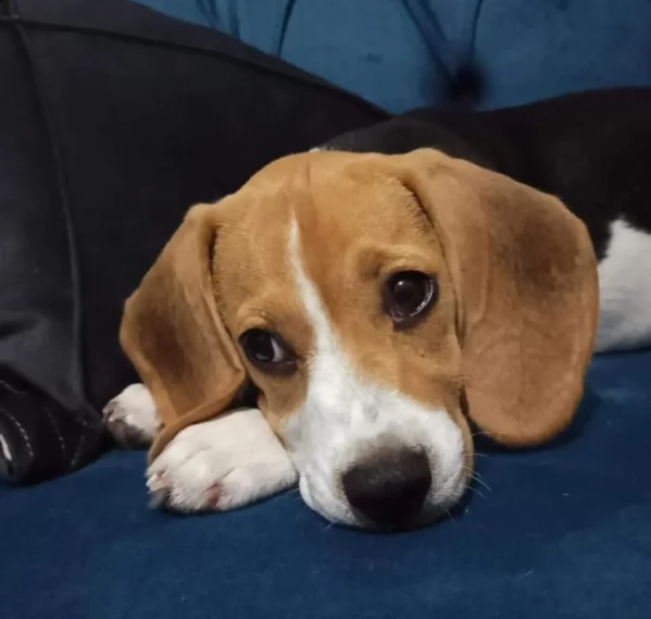 beagle | Foto 0