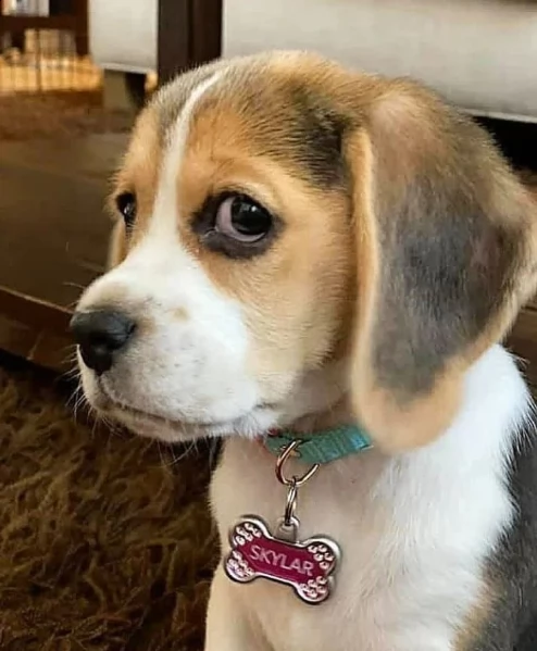 beagle