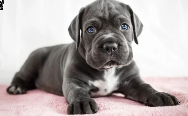 cane corso