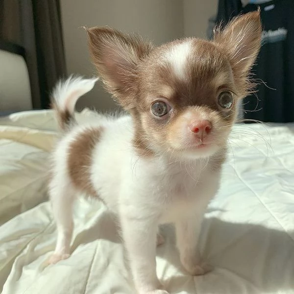chihuahua