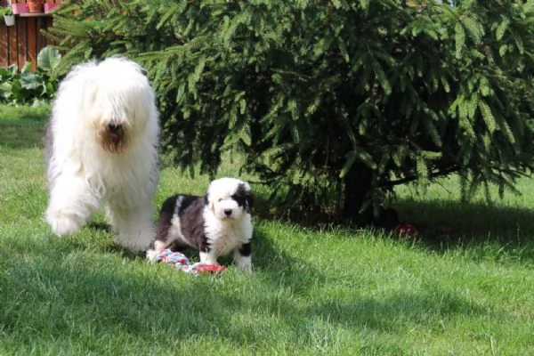 disponibili cuccioli di bobtail | Foto 6