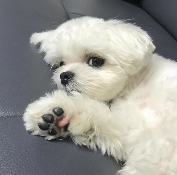 maltese