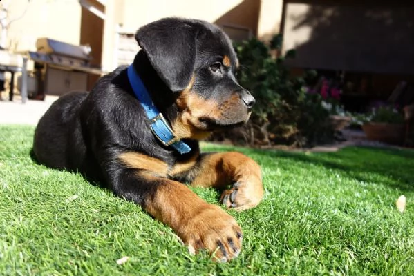 cuccioli di rottweiler | Foto 0