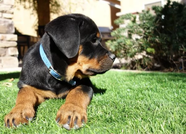 cuccioli di rottweiler