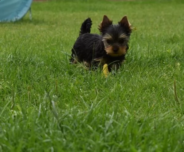 belllissimi cuccioli di yorkshire terrier | Foto 3