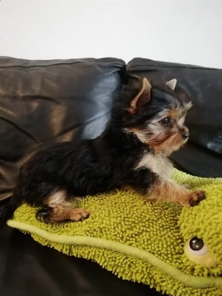belllissimi cuccioli di yorkshire terrier | Foto 2