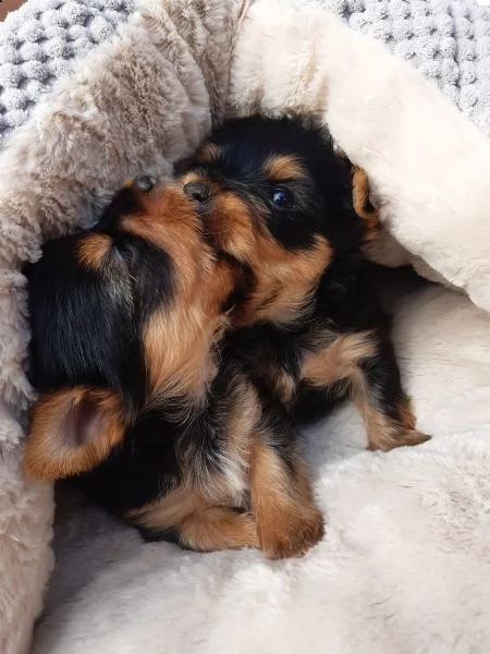 belllissimi cuccioli di yorkshire terrier | Foto 1
