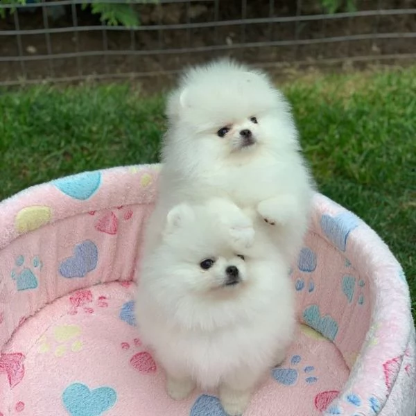 cuccioli pomeranici di razza per l'adozione.