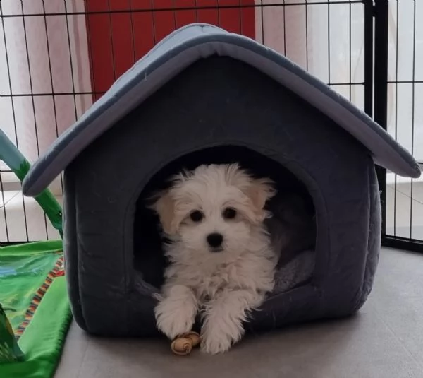 3)cuccioli di maltese cioccolato con pedigree
