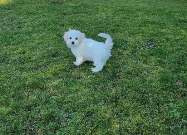 3)cuccioli di maltese cioccolato con pedigree | Foto 2