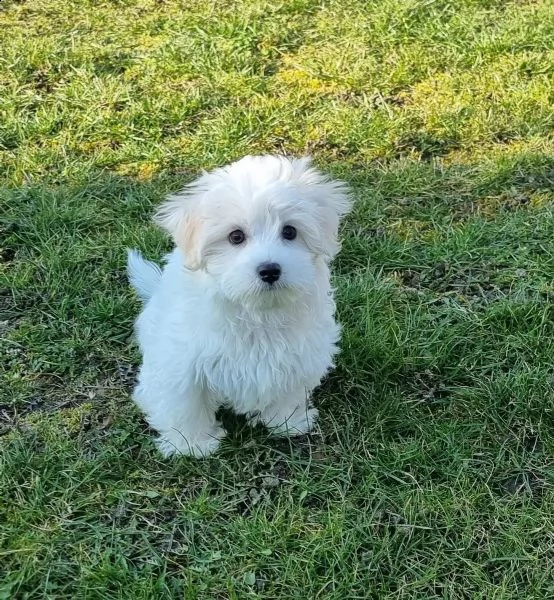3)cuccioli di maltese cioccolato con pedigree | Foto 1