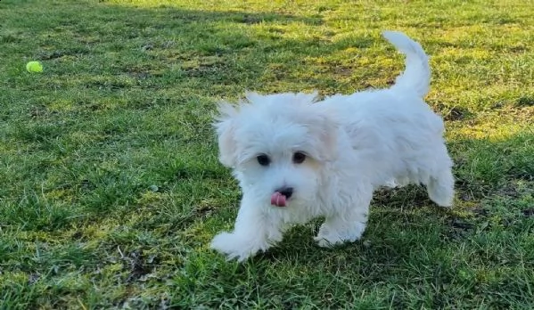 3)cuccioli di maltese cioccolato con pedigree | Foto 0