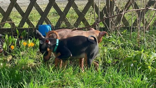 cuccioli di pinscher nano di razza pura | Foto 2