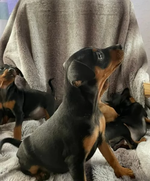 cuccioli di pinscher nano di razza pura | Foto 1