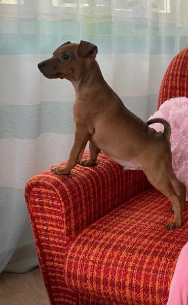 cuccioli di pinscher nano di razza pura | Foto 0
