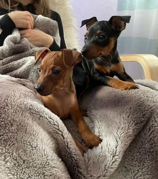 cuccioli di pinscher nano di razza pura